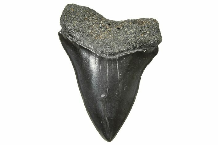 Fossil Broad-Toothed Mako Tooth - South Carolina #240181